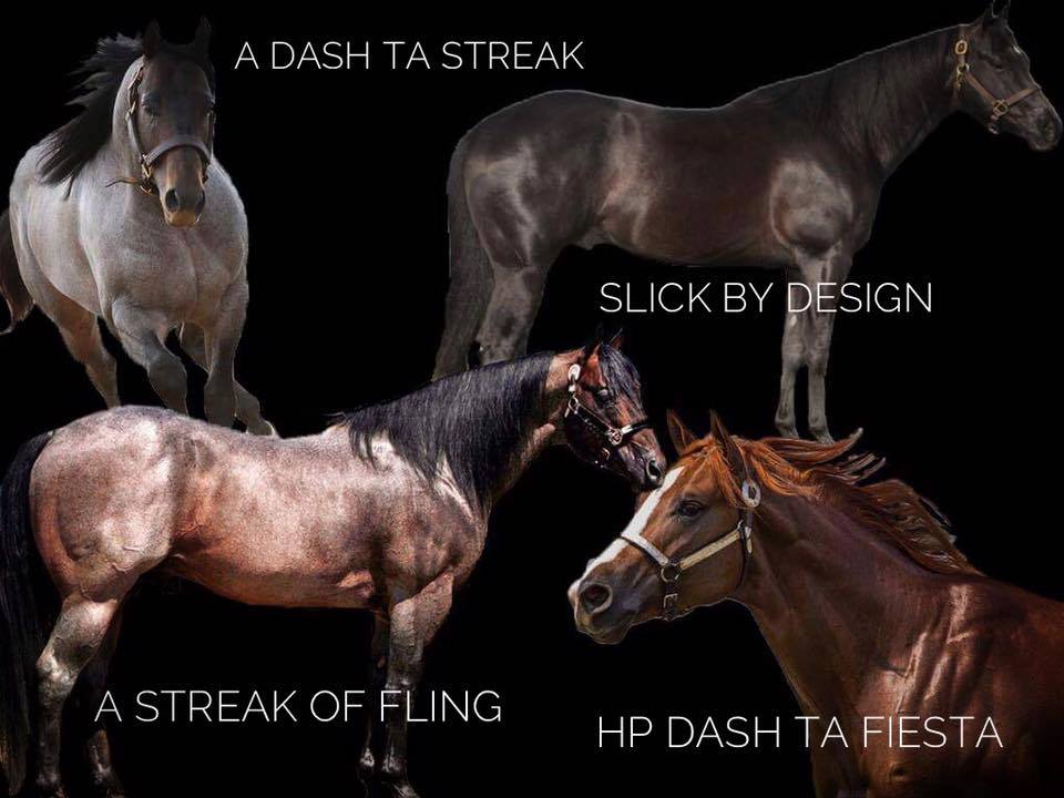 Highpoint Performance Horses - Stallions At Stud